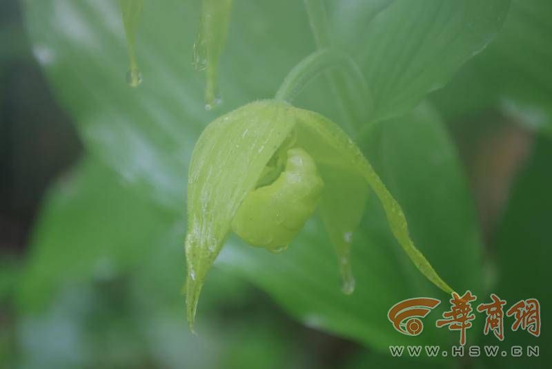 陕西首次发现国家二级保护植物绿花杓兰竞技宝JJB
